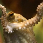 Поляки к Евро-2012 завели собственного осьминога-оракула