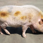 В США школьный двор убирает свинья