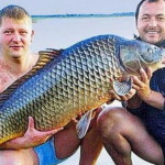 На Волыни двое рыбаков поймали 30-килограммового карпа