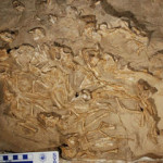 В Монголии обнаружили гнездо с останками детенышей динозавра