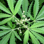 Швейцарцам разрешили выращивать марихуану для себя