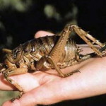 В Новой Зеландии нашли наибольшее насекомое в мире