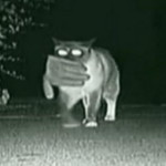 Камера зафиксировала ночные вылазки кота-клептомана. ВИДЕО